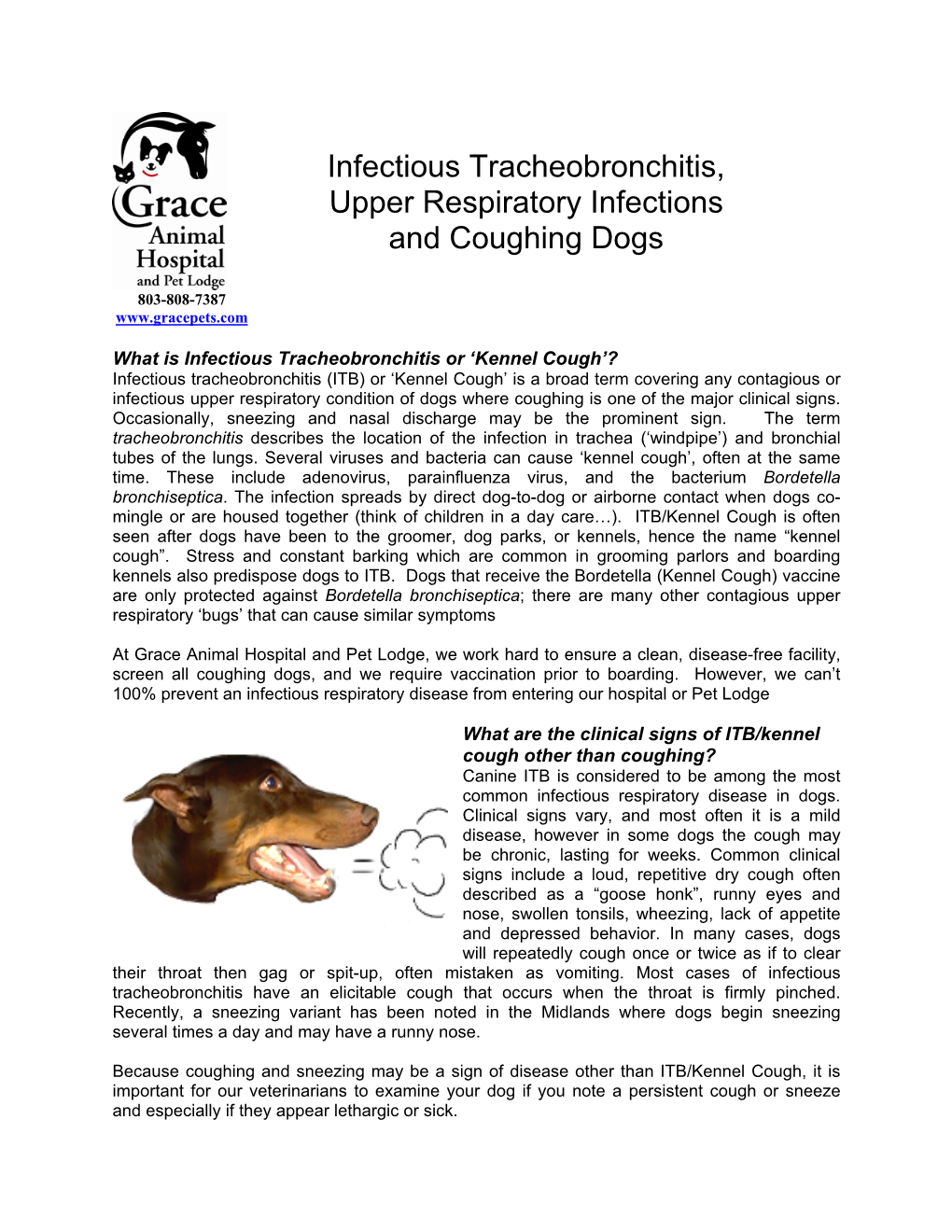 infectious-tracheobronchitis-upper-respiratory-infections-and-coughing