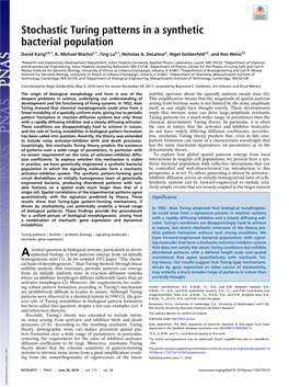 Stochastic Turing Patterns in a Synthetic Bacterial Population