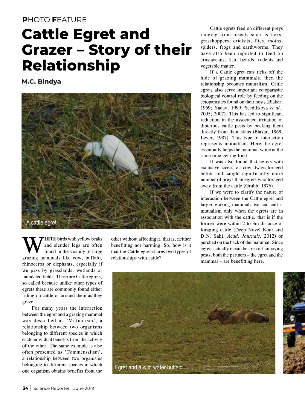 Cattle Egret and Grazer