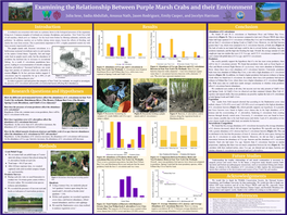 Examining the Relationship Between Purple Marsh Crabs and Their Environment
