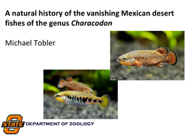 A Natural History of the Vanishing Mexican Desert Fishes of the Genus Characodon