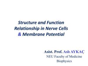 Structure and Function Relationship in Nerve Cells & Membrane Potential