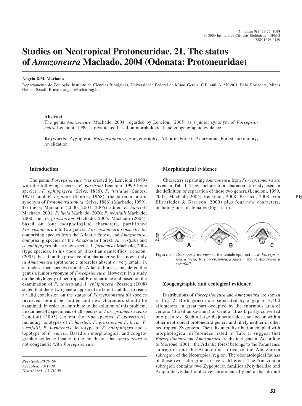 Odonata: Protoneuridae)