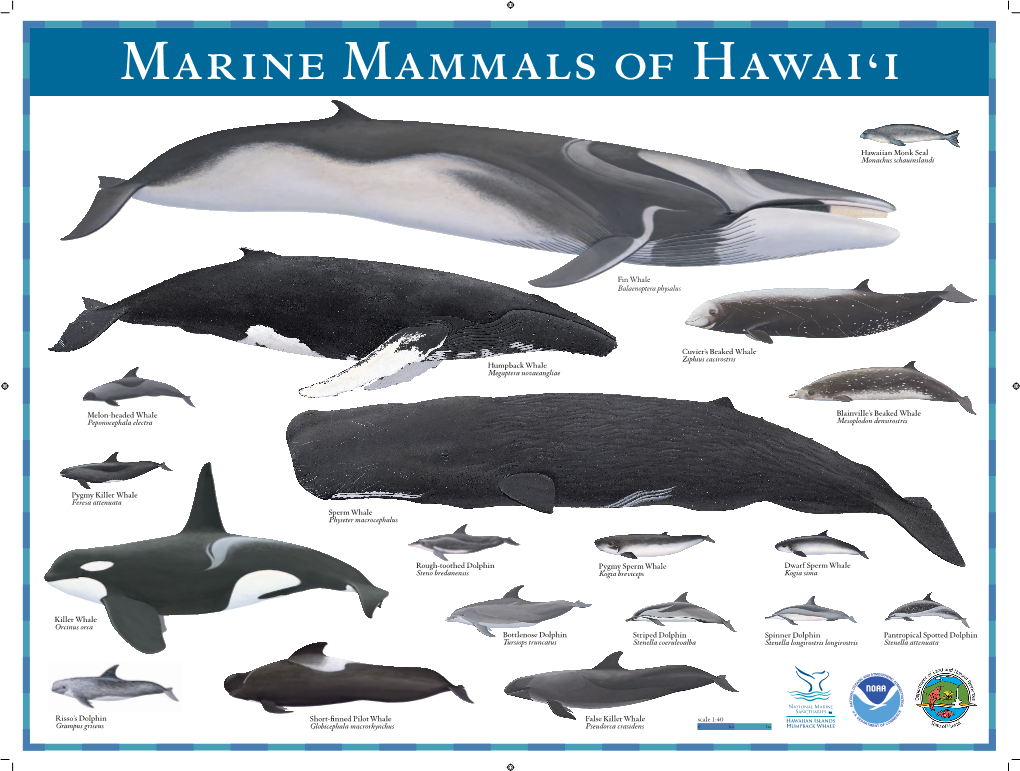 Marine Mammal Poster