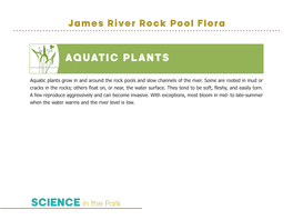 AQUATIC Plants