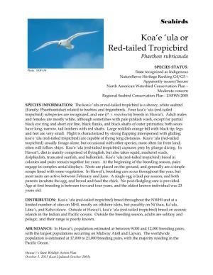 Koa'e 'Ula Or Red-Tailed Tropicbird