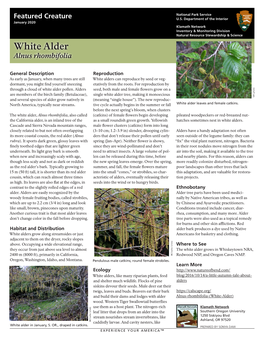 KLMN Featured Creature White Alder