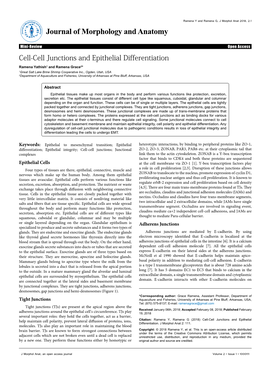 Cell-Cell Junctions and Epithelial Differentiation