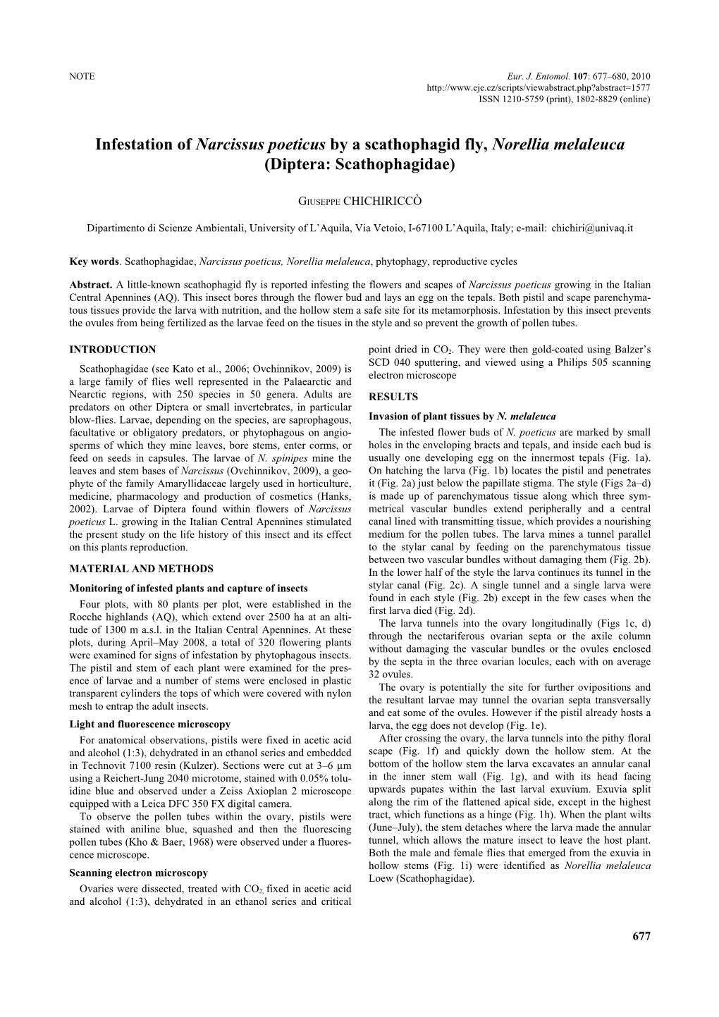 Infestation of Narcissus Poeticus by a Scathophagid Fly, Norellia Melaleuca (Diptera: Scathophagidae)