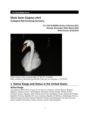Mute Swan (Cygnus Olor) ERSS