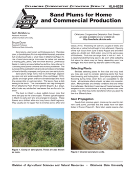 Sand Plums for Home and Commercial Production
