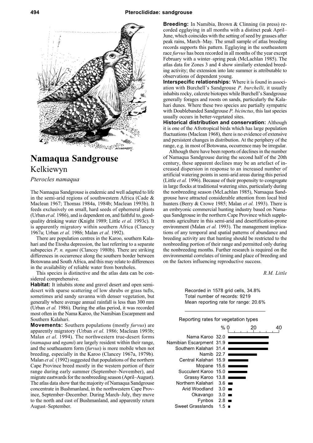 Namaqua Sandgrouse