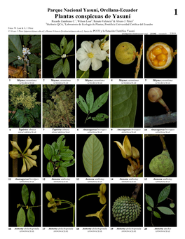 Plantas Conspicuas De Yasuní 1 Ricardo Zambrano C.1, Wilson Loor2, Renato Valencia2 & Álvaro J