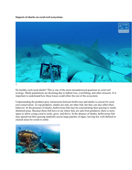 Impacts of Sharks on Coral Reef Ecosystems } Do Healthy Reefs Need