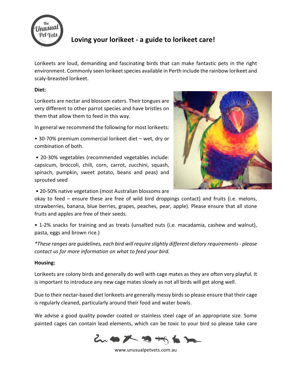 Lorikeet Care Sheet