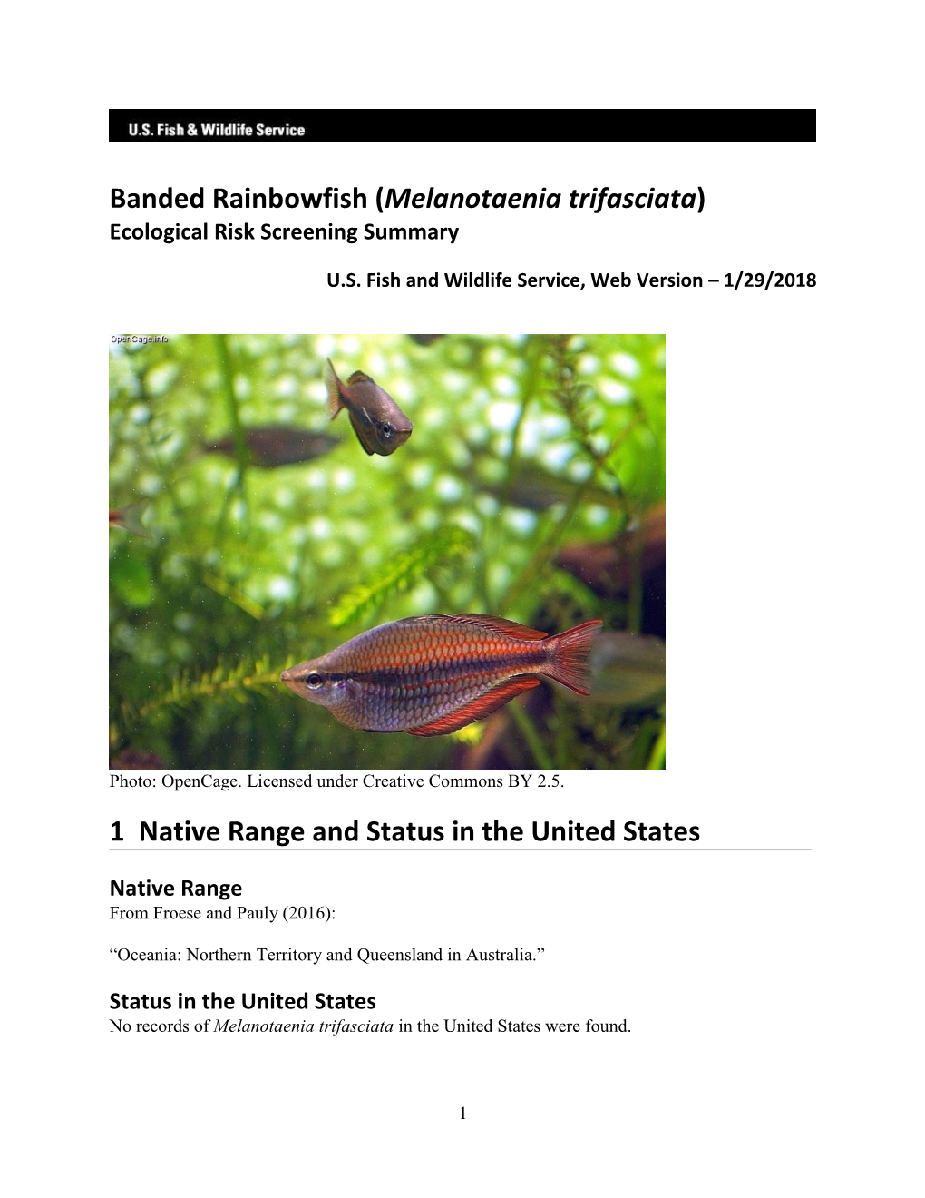 Melanotaenia Trifasciata) Ecological Risk Screening Summary