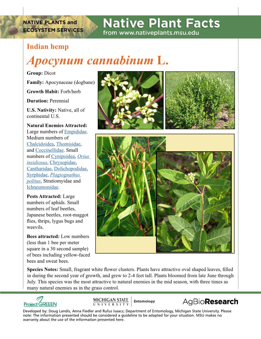 Indian Hemp Apocynum Cannabinum L