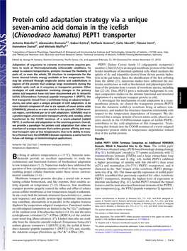 Chionodraco Hamatus) PEPT1 Transporter