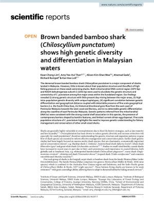 Brown Banded Bamboo Shark (Chiloscyllium Punctatum) Shows