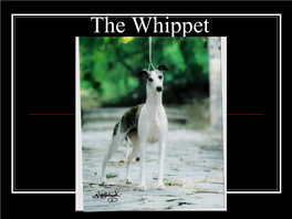 The Whippet History