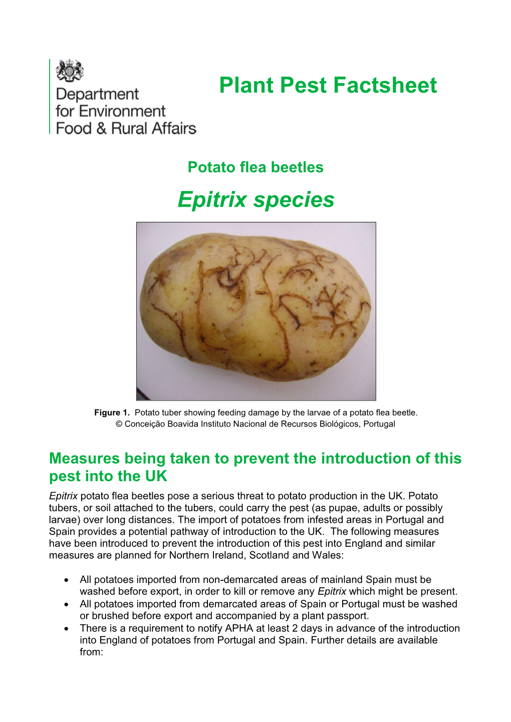 Epitrix the Potato Flea Beetle