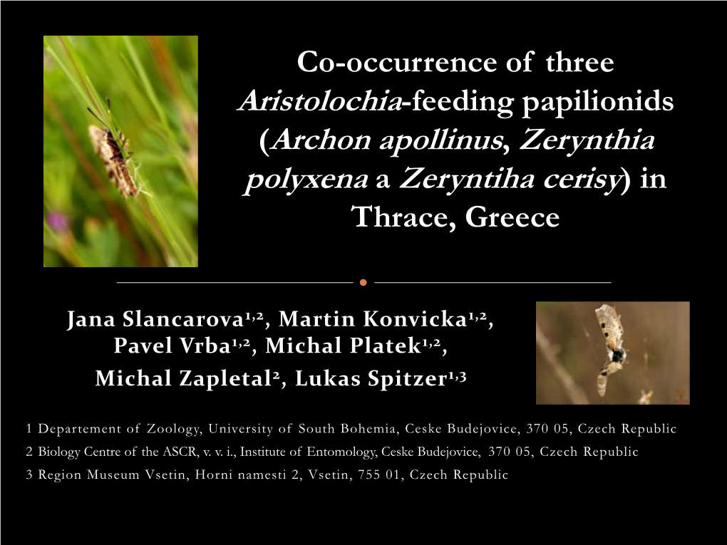 Aristolochická Krása (Archon Apollinus, Zerynthia Polyxena, Zerynthia Cerisy)