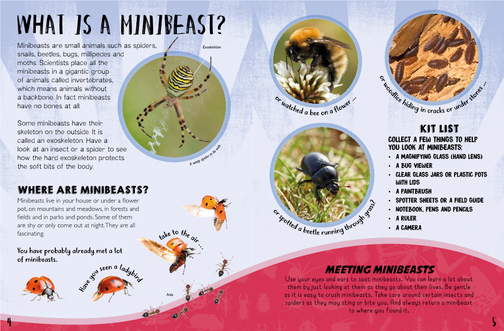 WHAT IS a INIBEAST? Minibeasts Are Small Animals Such As Spiders, Exoskeleton Snails, Beetles, Bugs, Millipedes and Moths