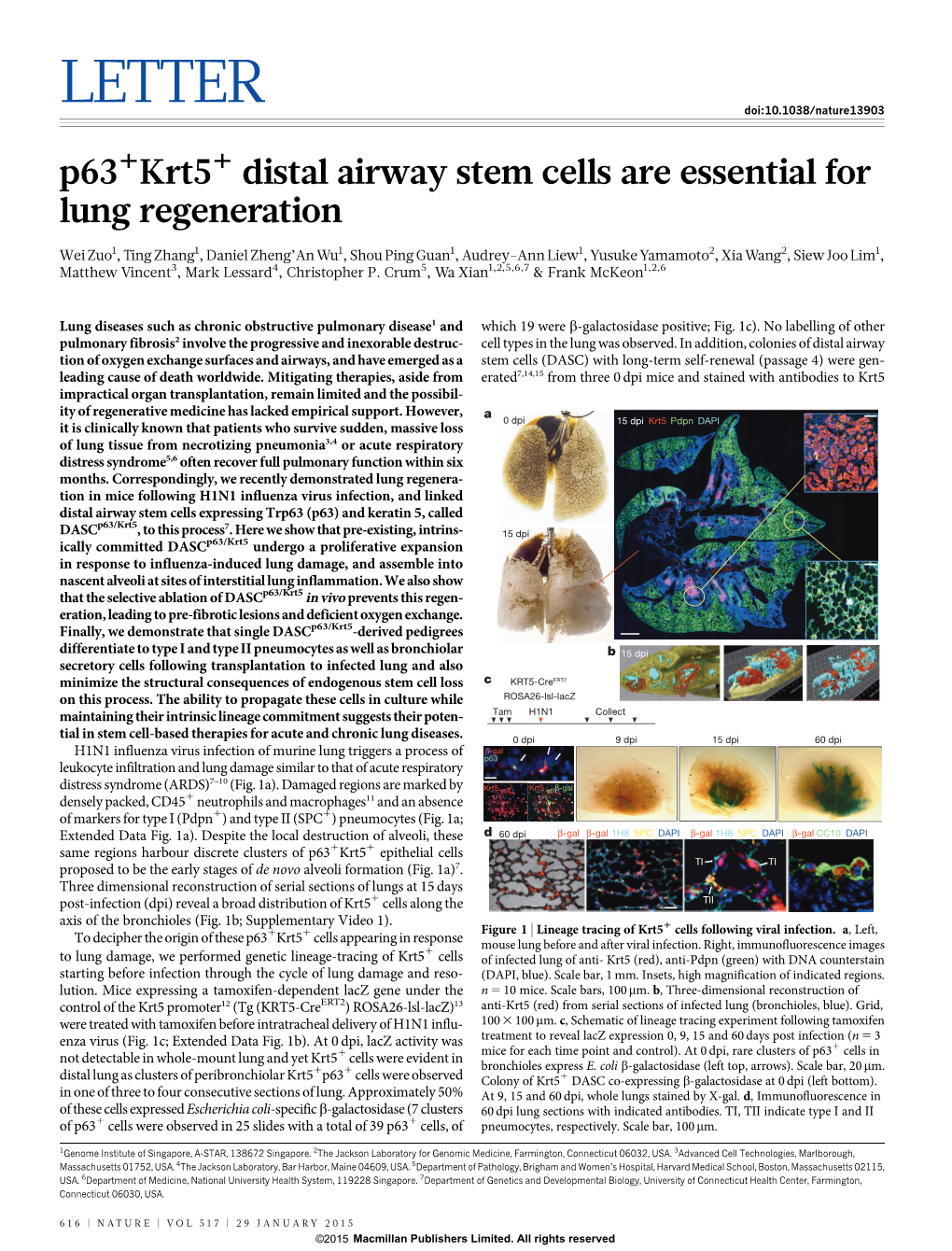 P63+Krt5+ Distal Airway Stem Cells Are Essential for Lung Regeneration