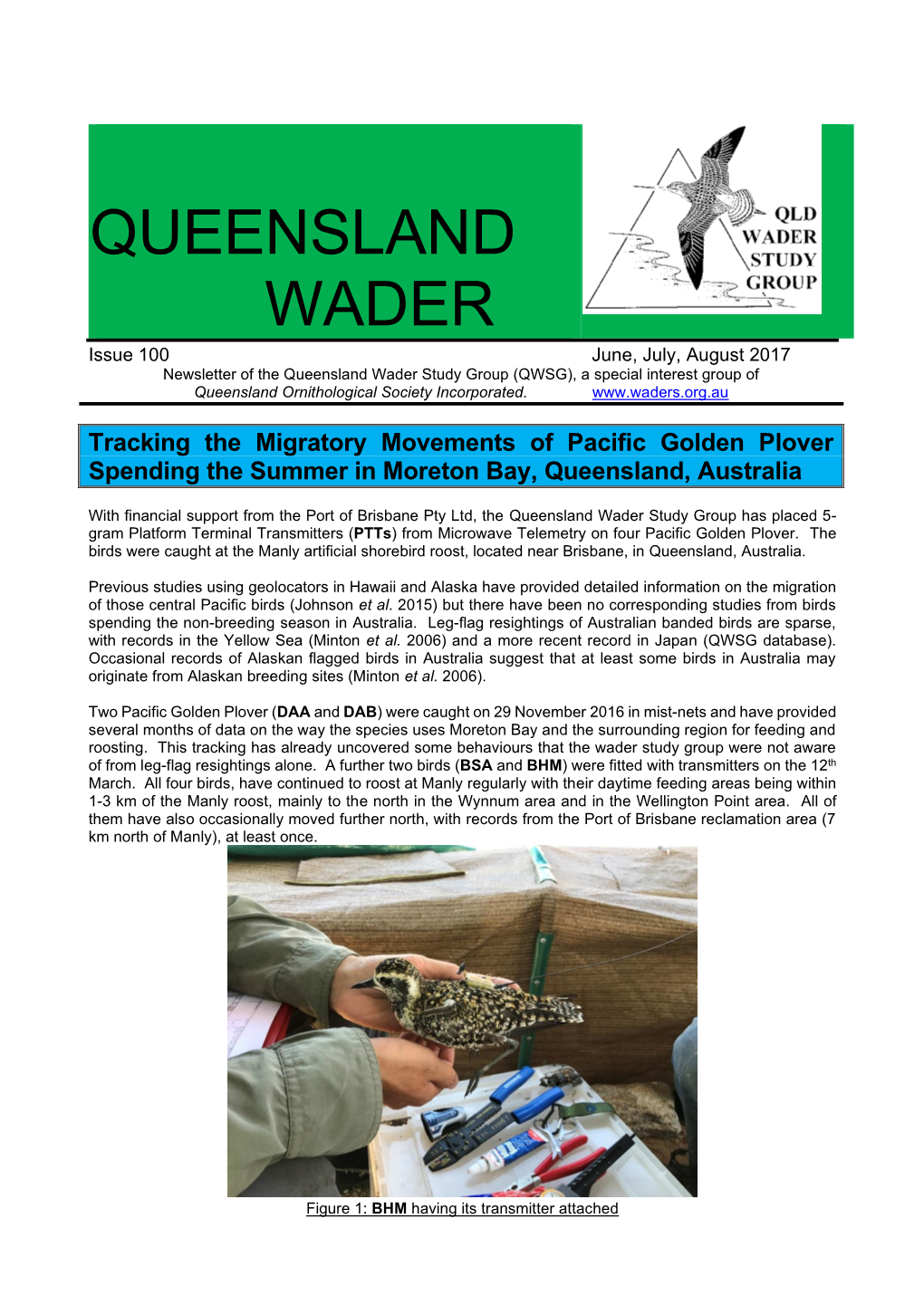Queensland Wader Study Group (QWSG), a Special Interest Group of Queensland Ornithological Society Incorporated
