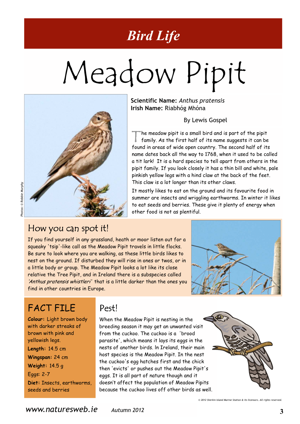 Meadow Pipit Scientific Name: Anthus Pratensis Irish Name: Riabhóg Mhóna by Lewis Gospel