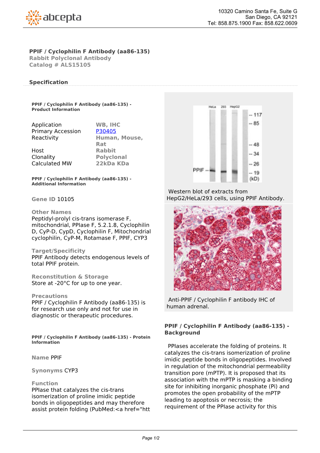 PPIF / Cyclophilin F Antibody (Aa86-135) Rabbit Polyclonal Antibody Catalog # ALS15105
