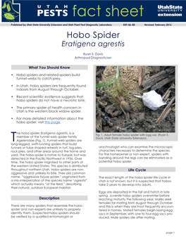 Hobo Spider, Eratigena Agrestis, Is a Fig