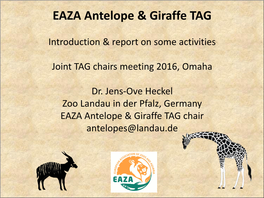 EAZA Antelope & Giraffe