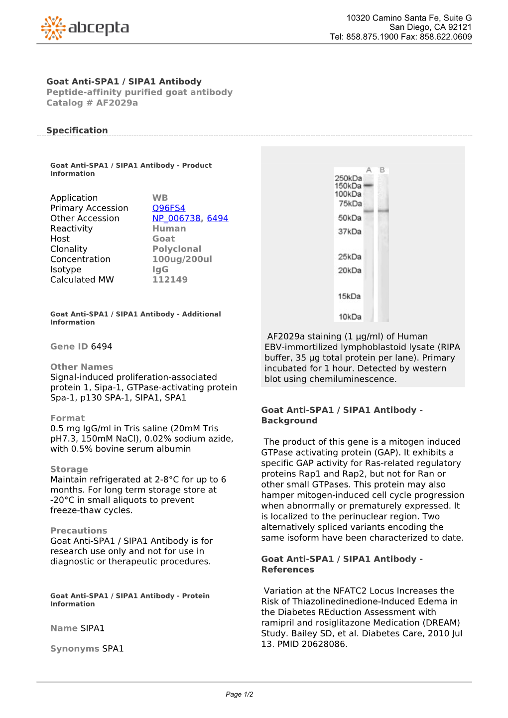 Goat Anti-SPA1 / SIPA1 Antibody Peptide-Affinity Purified Goat Antibody Catalog # Af2029a