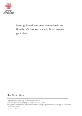 Investigation of Hox Gene Expression in the Brazilian Whiteknee Tarantula Acanthoscurria Geniculata