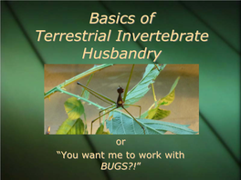 Basics of Terrestrial Invertebrate Husbandry