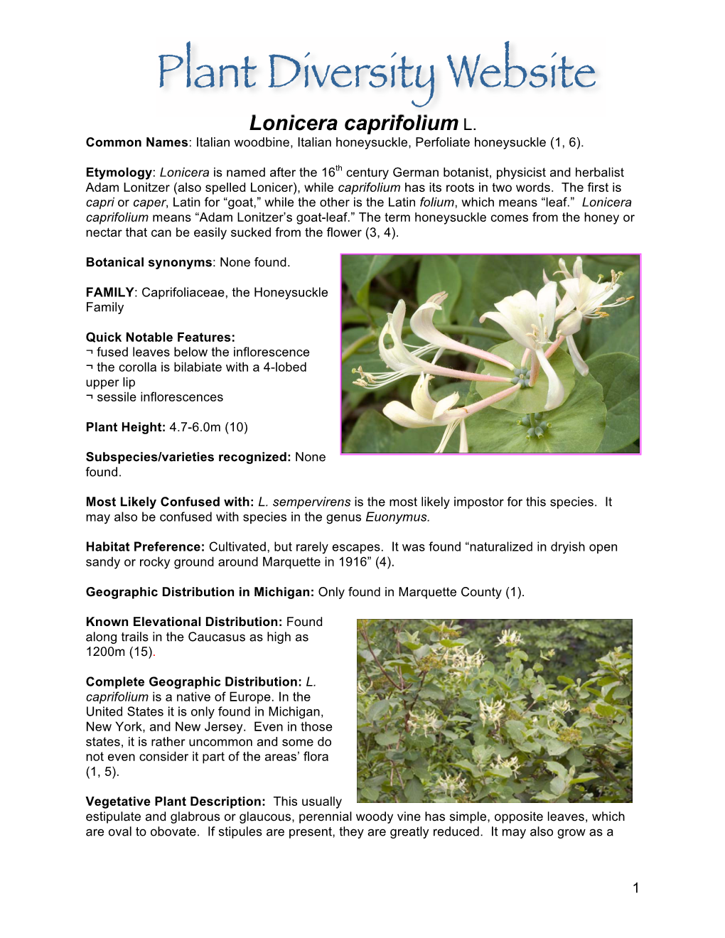 Lonicera Caprifolium L