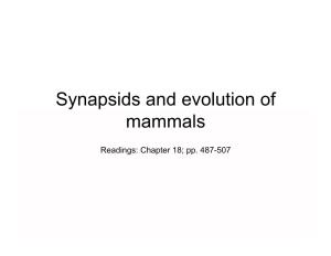 Synapsids and Evolution of Mammals