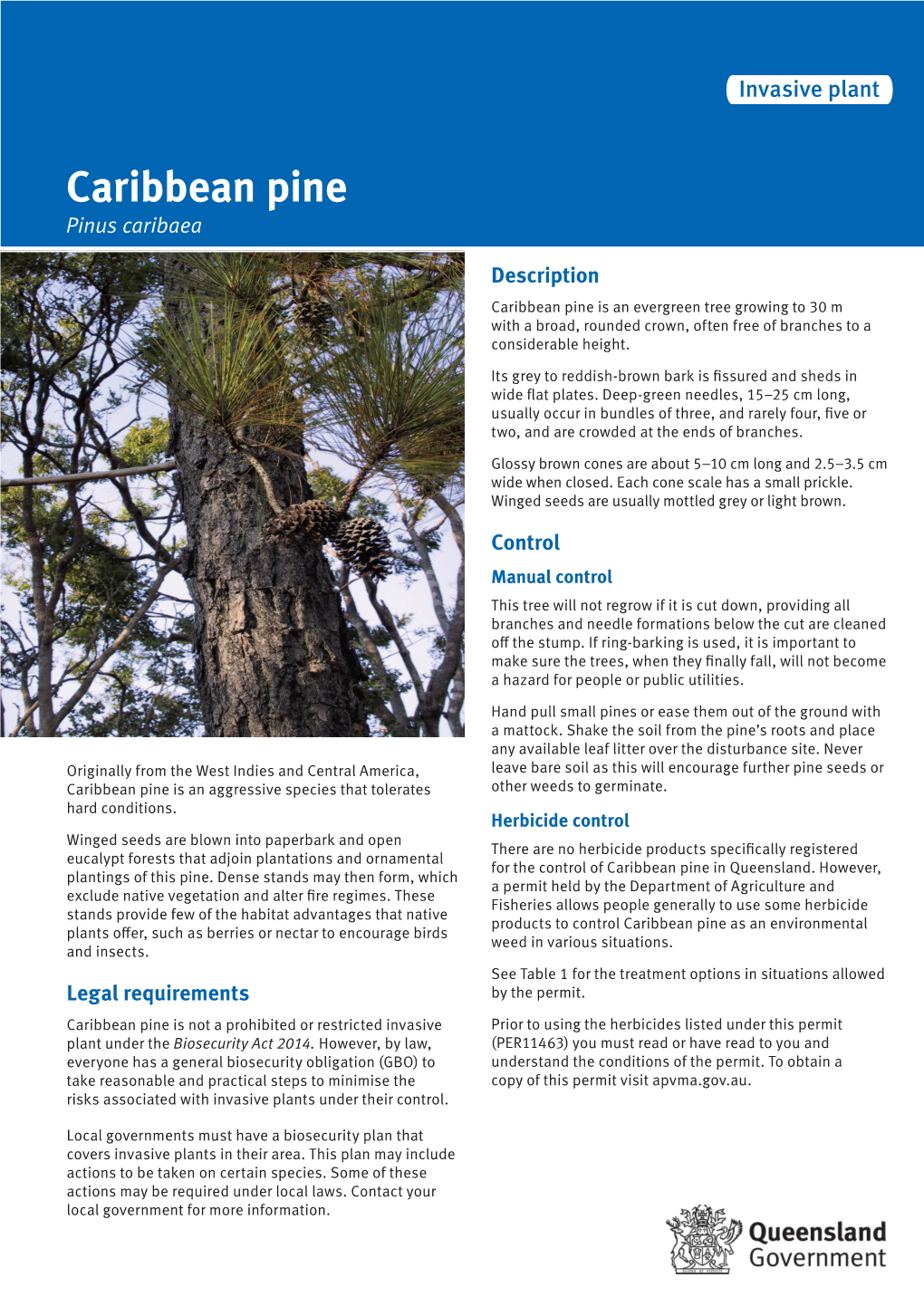 Caribbean Pine Pinus Caribaea