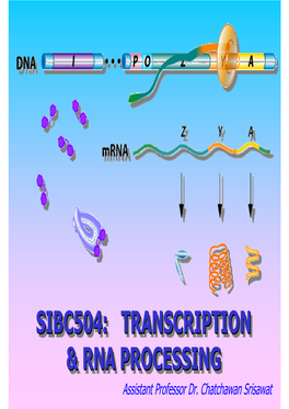 Transcription & Rna Processing Sibc504