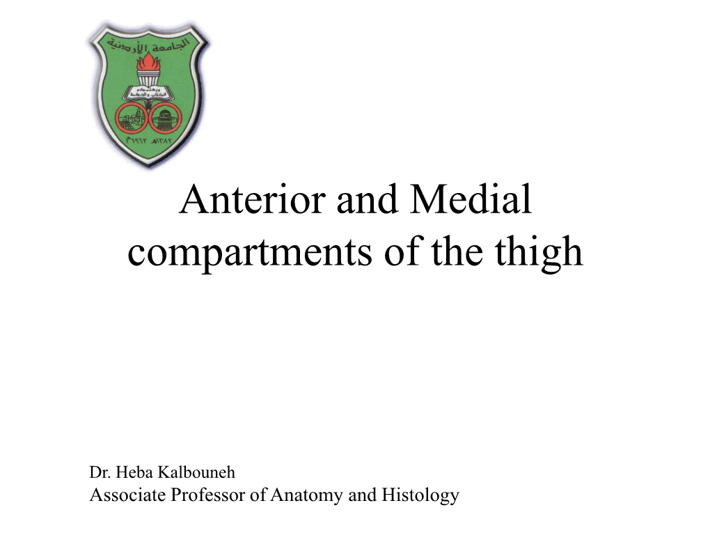 Anterior and Medial Compartments of the Thigh