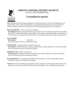Crassulaceae Species