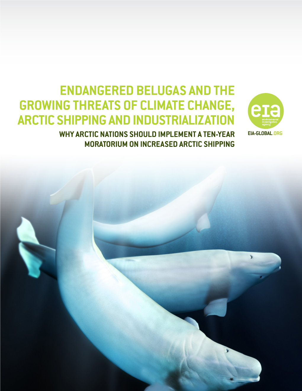Endangered Belugas and the Growing Threats of Climate