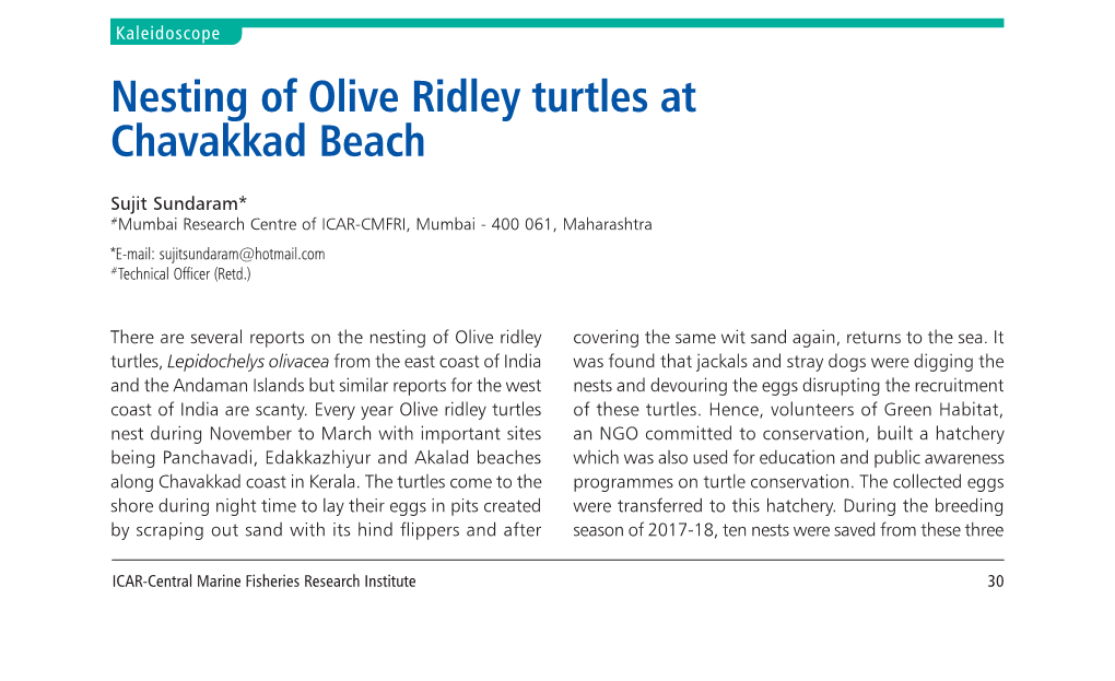Nesting of Olive Ridley Turtles at Chavakkad Beach