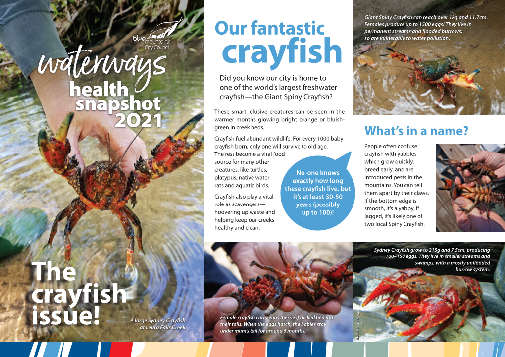Crayfish Can Reach Over 1Kg and 11.7Cm