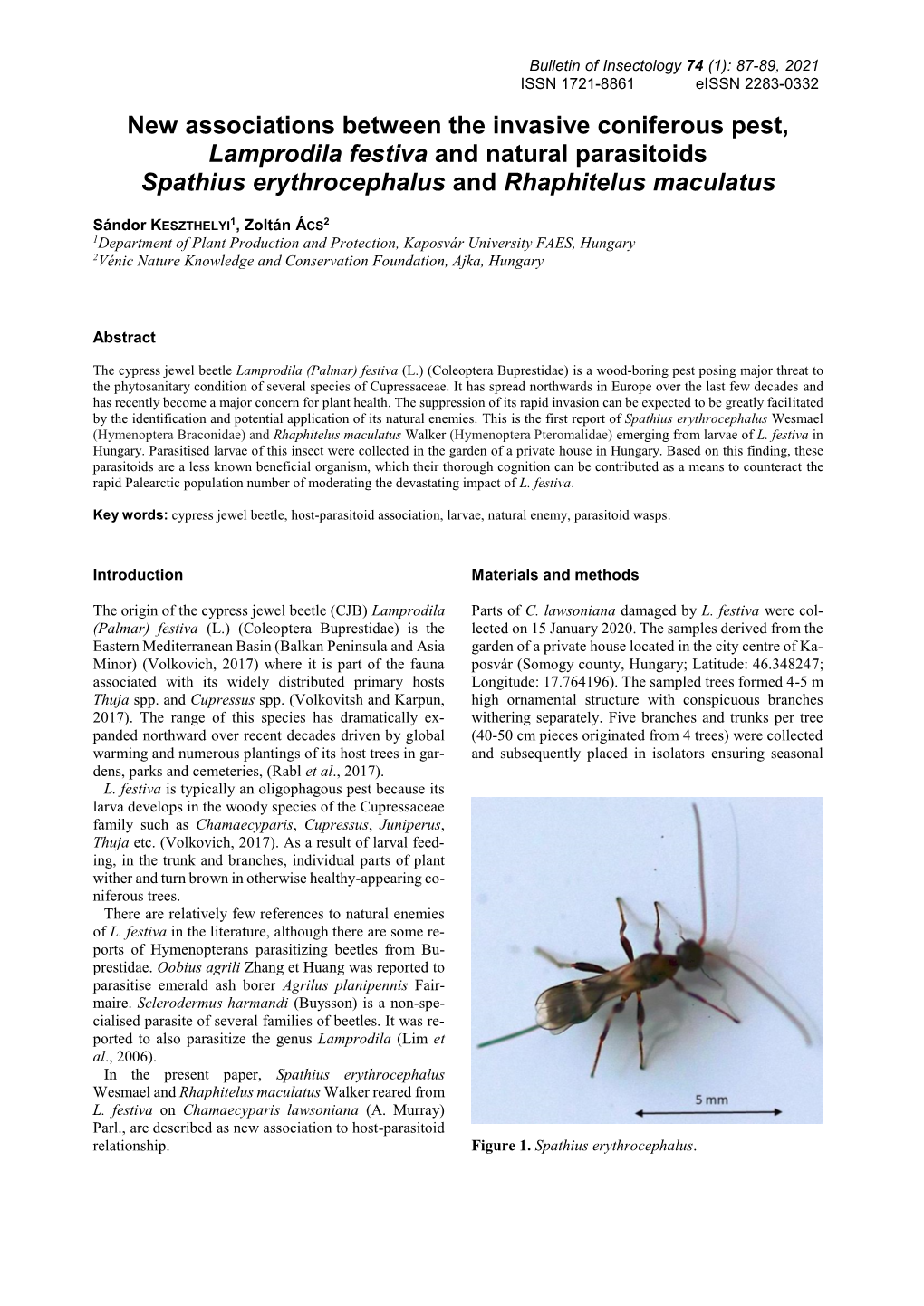 New Associations Between the Invasive Coniferous Pest, Lamprodila Festiva and Natural Parasitoids Spathius Erythrocephalus and Rhaphitelus Maculatus