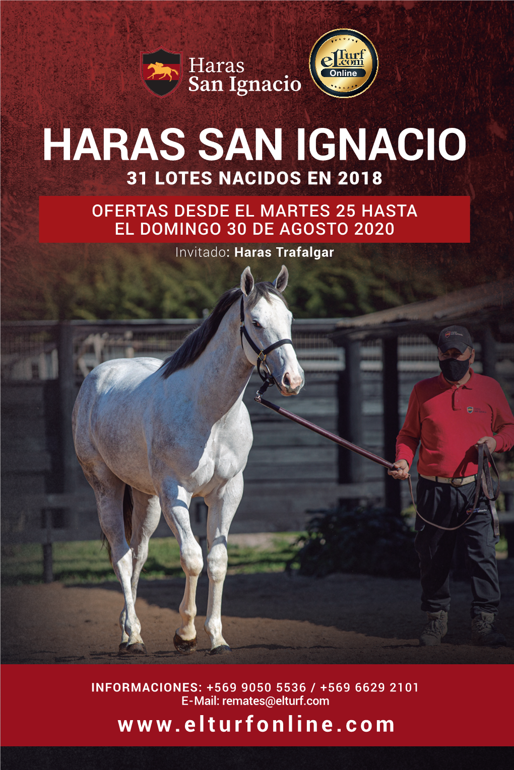 HARAS SAN IGNACIO 31 LOTES NACIDOS EN 2018 OFERTAS DESDE EL MARTES 25 HASTA EL DOMINGO 30 DE AGOSTO 2020 Invitado: Haras Trafalgar