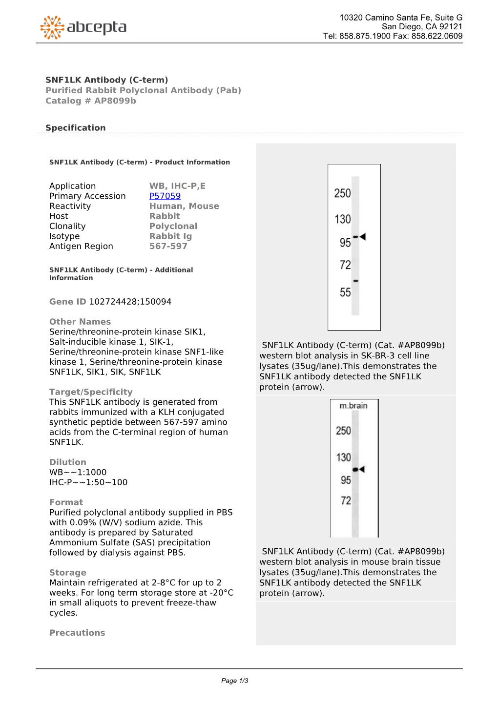 SNF1LK Antibody (C-Term) Purified Rabbit Polyclonal Antibody (Pab) Catalog # Ap8099b