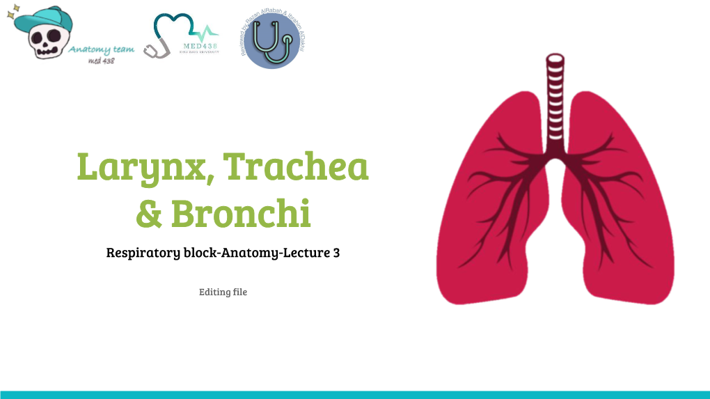 Larynx, Trachea & Bronchi