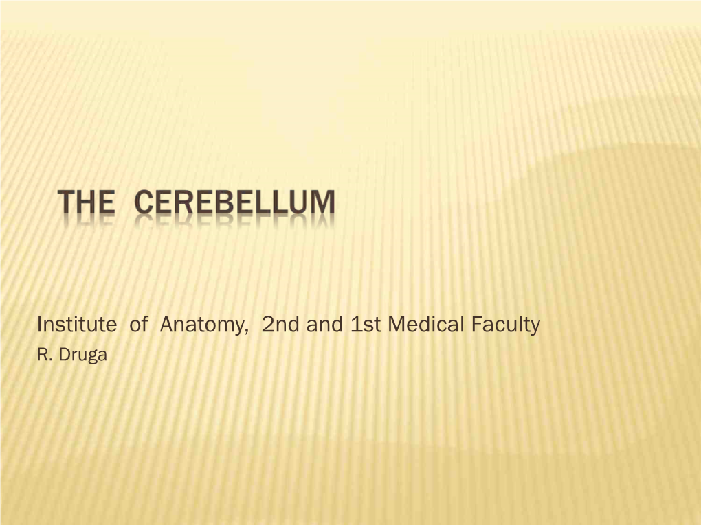 The Cerebellum